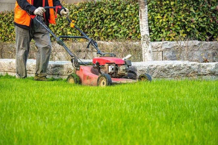 Entretien pelouse Lunéville